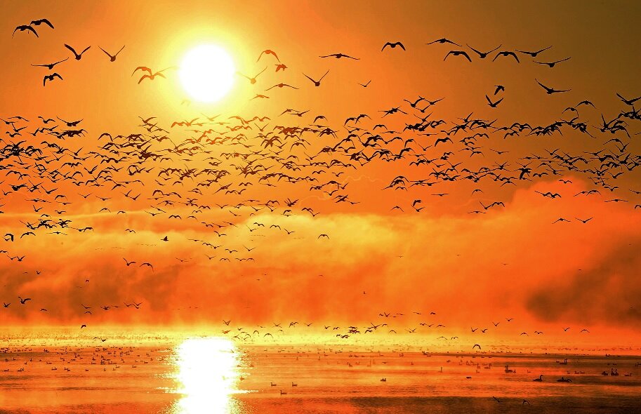 朝焼けの中、水鳥が飛び立つ宮城県の伊豆沼