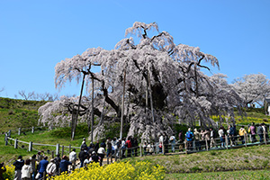 福島・三春の滝桜