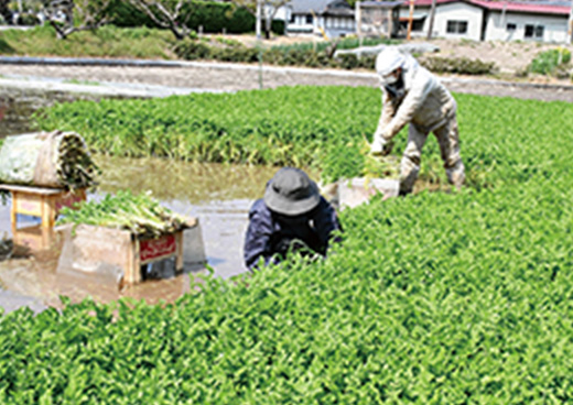 食べて、元気に、みやぎの復興