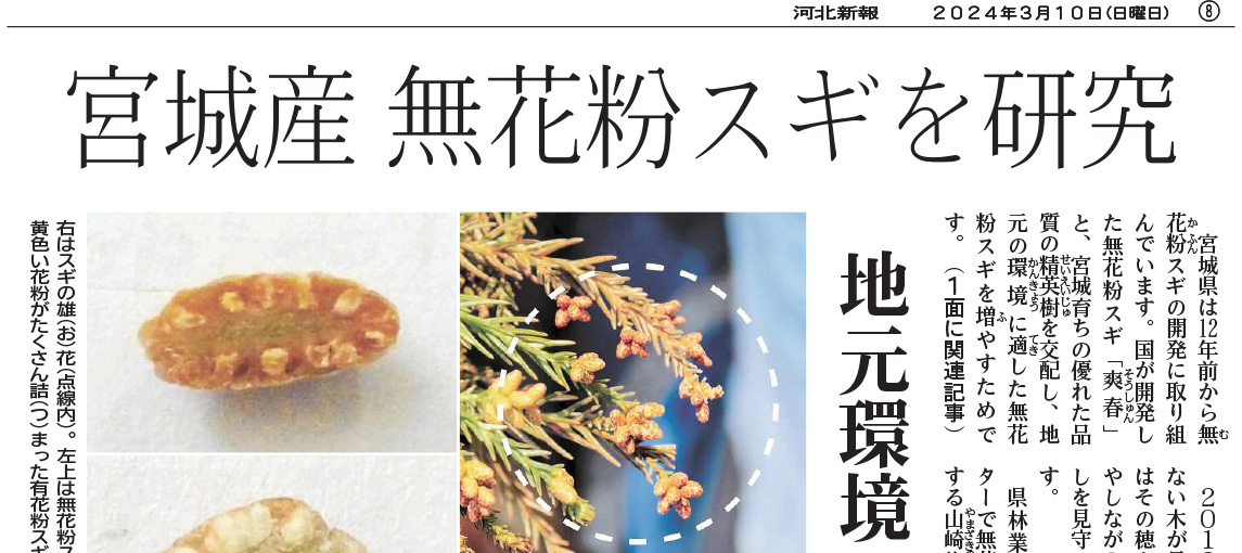宮城産 無花粉スギを研究